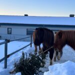 Bondens dag – Välkommen þorrinn!